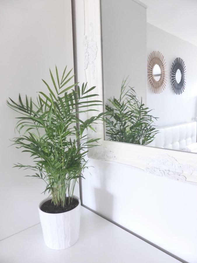Studio Confort O Nico-dormiratoulouse